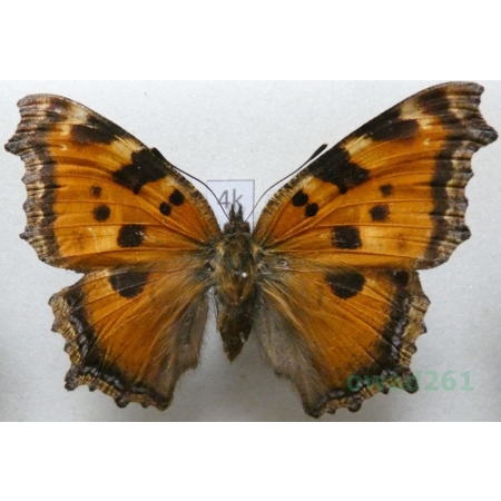 Nymphalis xanthomelas (Esper, 1781) Rusałka drzewoszek Uzbekistan4k